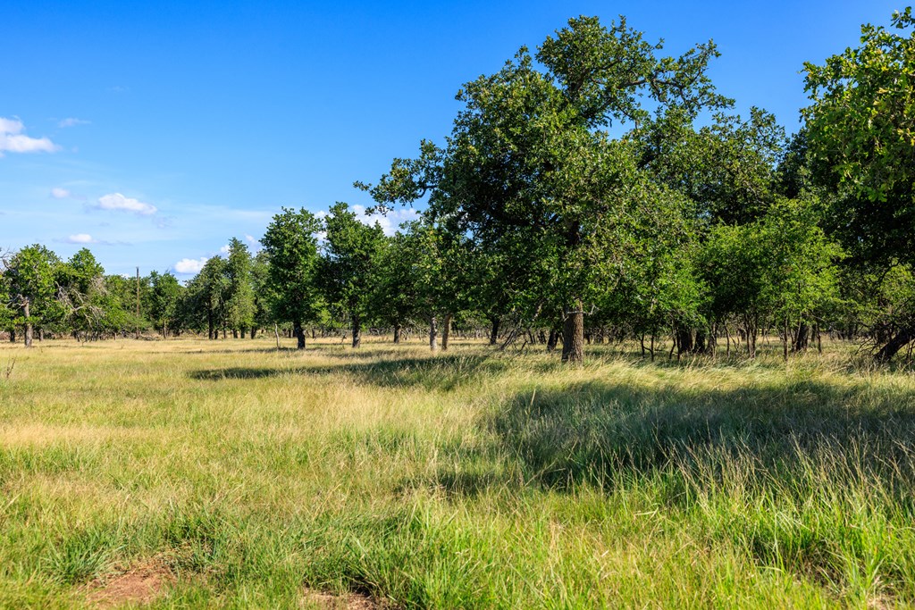 11470 N US Hwy 87, Fredericksburg TX land for sale - Savannah Sikes, Fredericksburg REALTOR - photo 5