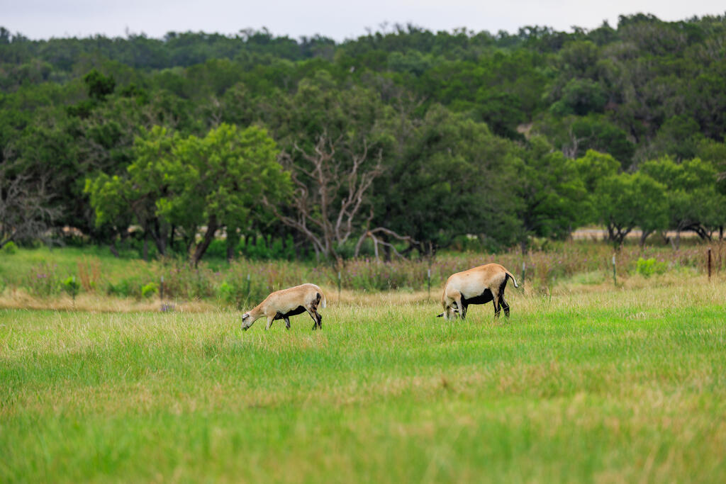 4420 Ranch Rd 648, Fredericksburg TX land for sale - Savannah Sikes, Fredericksburg REALTOR - photo 2